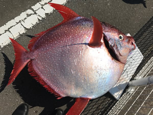 釣り同好会